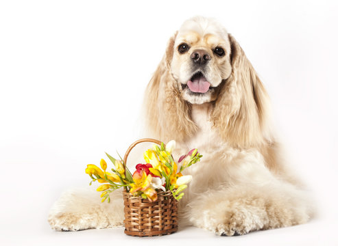 American Cocker Spaniel