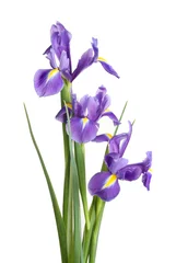 Papier Peint photo Lavable Iris Groupe de fleurs d& 39 iris