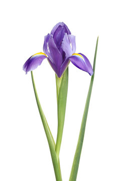 Iris flower and foliage