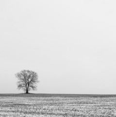 Tree and Solitude
