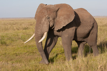 Naklejka na ściany i meble African Elephant in Kenya