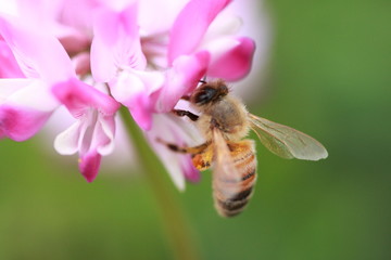 蜜蜂とレンゲ