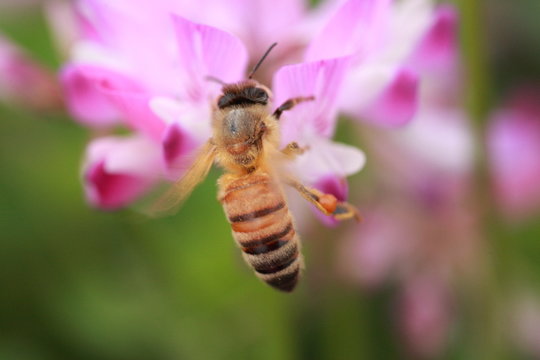蜜蜂とレンゲ