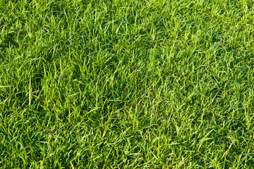 Green grass texture