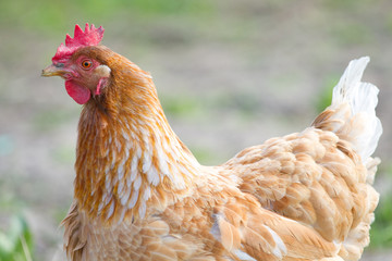 Portrait chicken