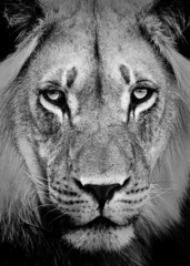 Photo sur Aluminium Noir et blanc Lion Portrait