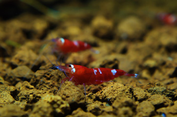 caridina cantonensis crystal super red