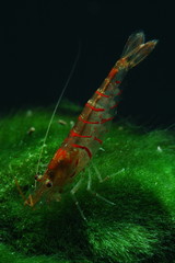 caridina cantonensis red tiger