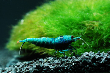 taiwan bee blue bolt