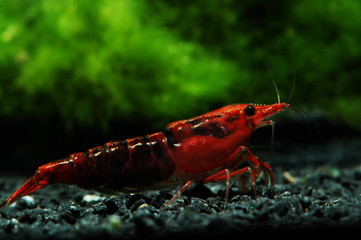 neocaridina heteropoda var sakura kanoko