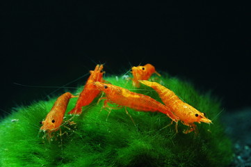 neocaridina sakura orange