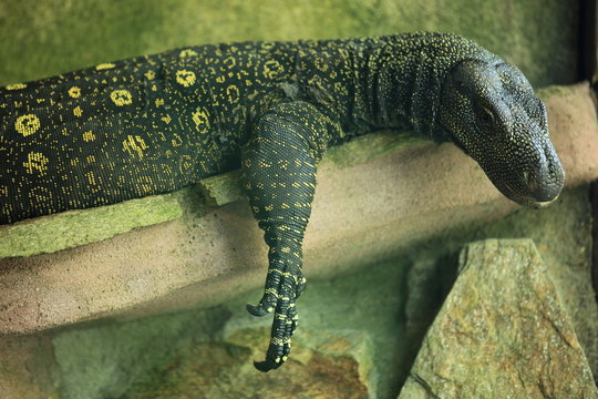 varan crocodile