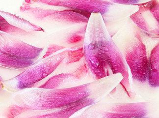 Blütenblätter der Tulpe