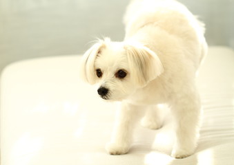 ソファーの小犬