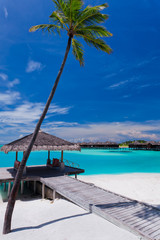 Palm tree and a jetty on a tropical lagoon