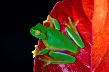 Little green tree frog sitting on red leaf