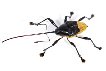 Curculio sp. © seiyoh