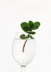 アイスドリンクとミント