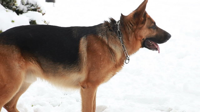 German shepherd running on the snow