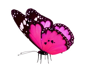 Pink butterfly, isolated on white