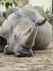 Obraz premium Nashorn