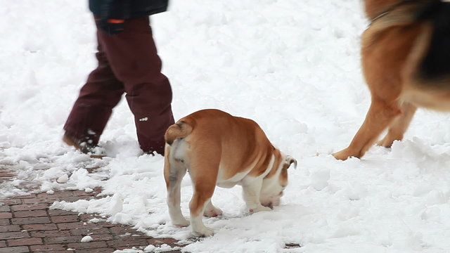 Bulldog on the snow