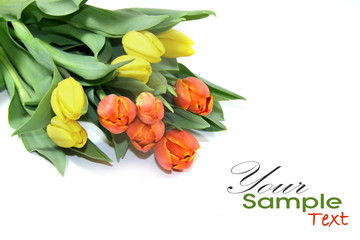 Tulips Post Card