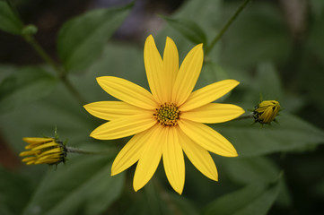 Yellow blossom