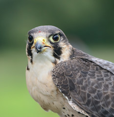 Peregrine Falcon