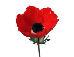 red poppies on a white isolated background