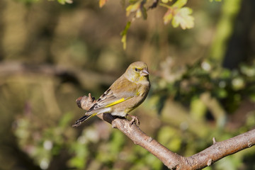 Greenfinch (Carduelis chloris)