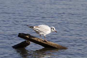 black headed gull