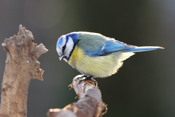 Blue tit
