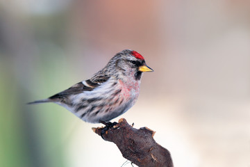 Redpoll portrait