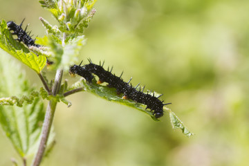 caterpillar peacock butterfly (Inachis io)