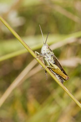 Grasshopper