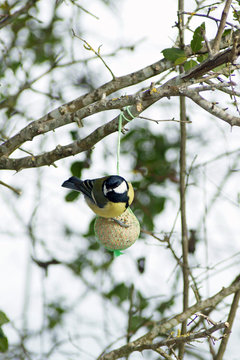 oiseau - m&eacute;sange charbonni&egrave;re