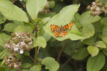 Comma (Polygonia c-album) Butterfly