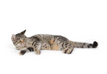 Obraz premium Cute tabby cat on white