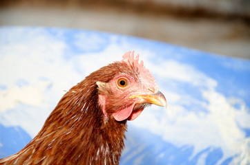 Chickens in a brooder house