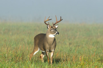 Whitetail deer buck in a foggy field