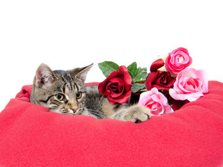 Cute cat and roses © Tony Campbell
