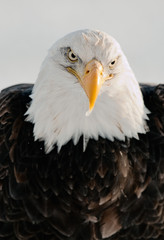 Close up Portrait of a Bald Eagle