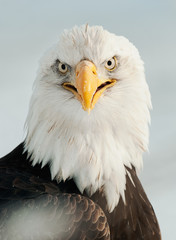 Obraz premium Close up Portrait of a Bald eagle with an open beak .