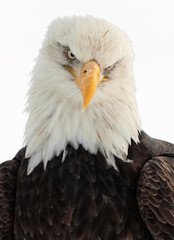 Close up Portrait of a Bald Eagle