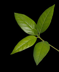 Sapling isolated on black background