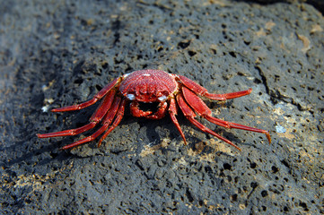 Baked Crab on a shell