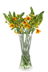 Ornithogalum