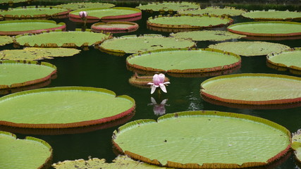 fleur et feuilles de n&eacute;nuphars dans un bassin