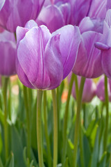 Obraz premium Purple tulip